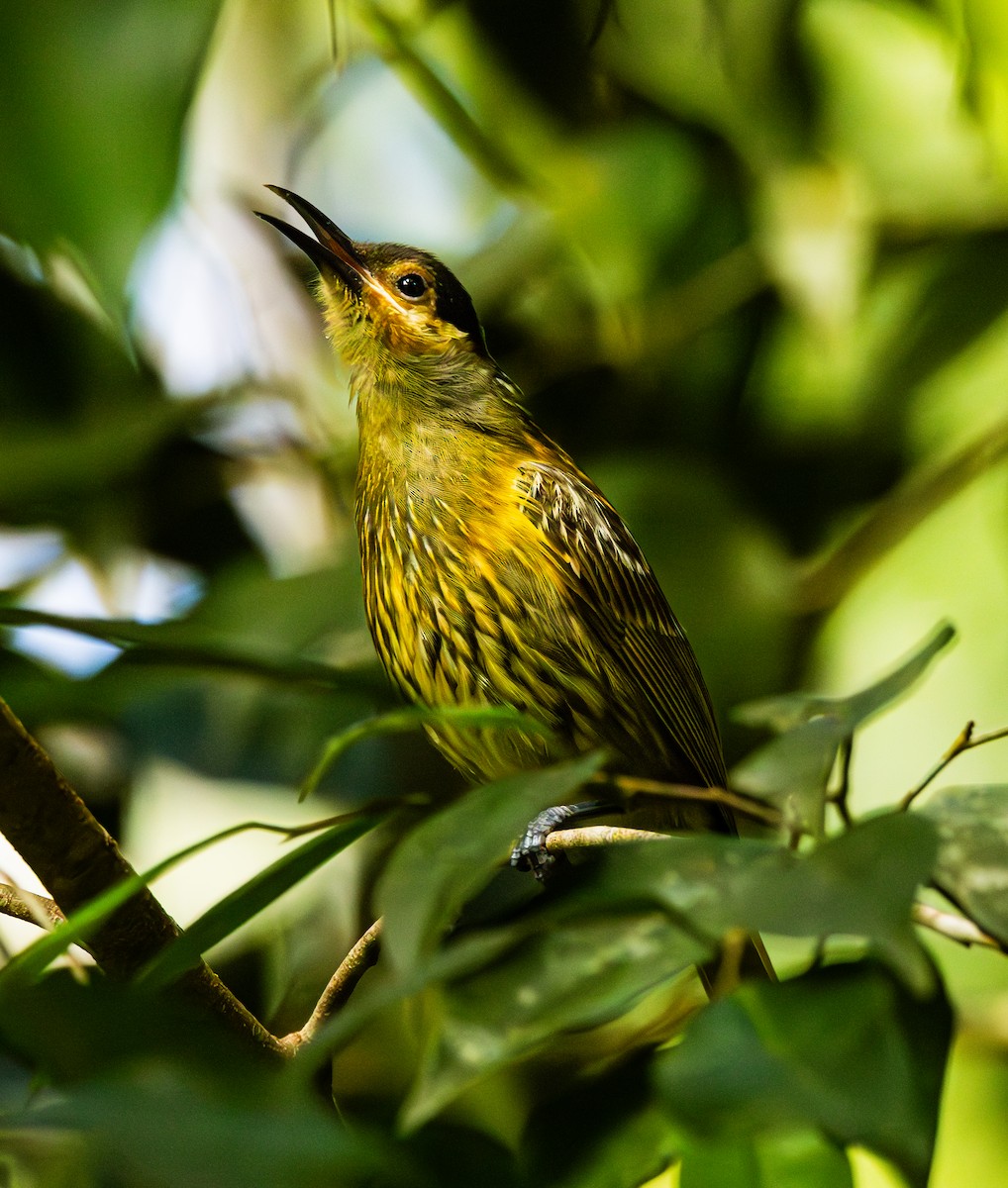 Macleay's Honeyeater - Richard Arculus