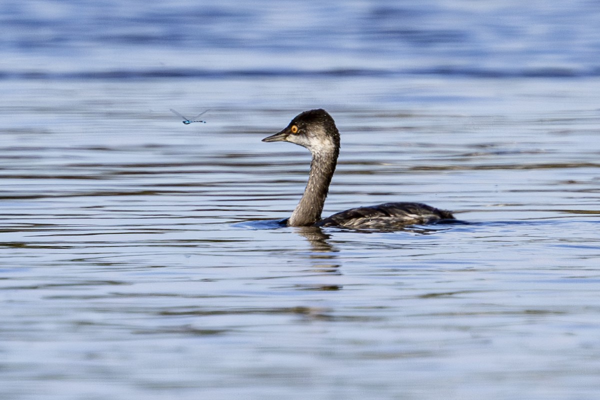 Eared Grebe - ML624243162