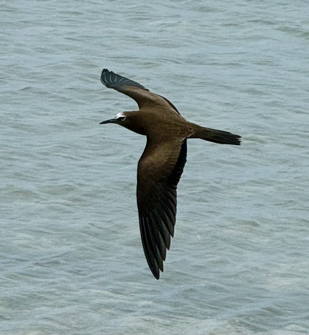Brown Noddy - ML624243163