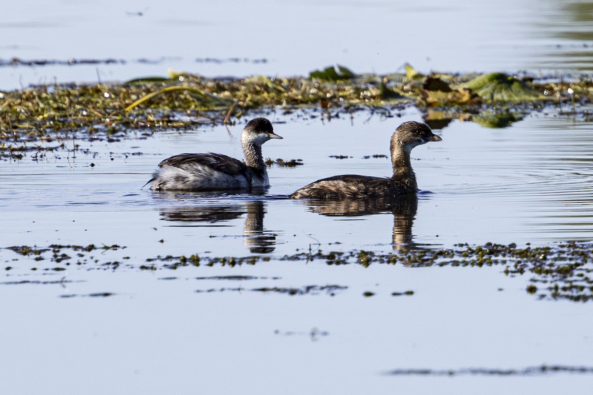 Eared Grebe - ML624243165