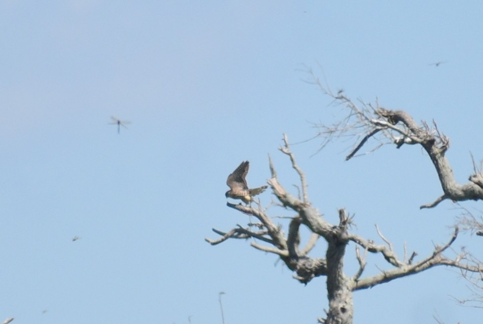 Red-shouldered Hawk - Claire H