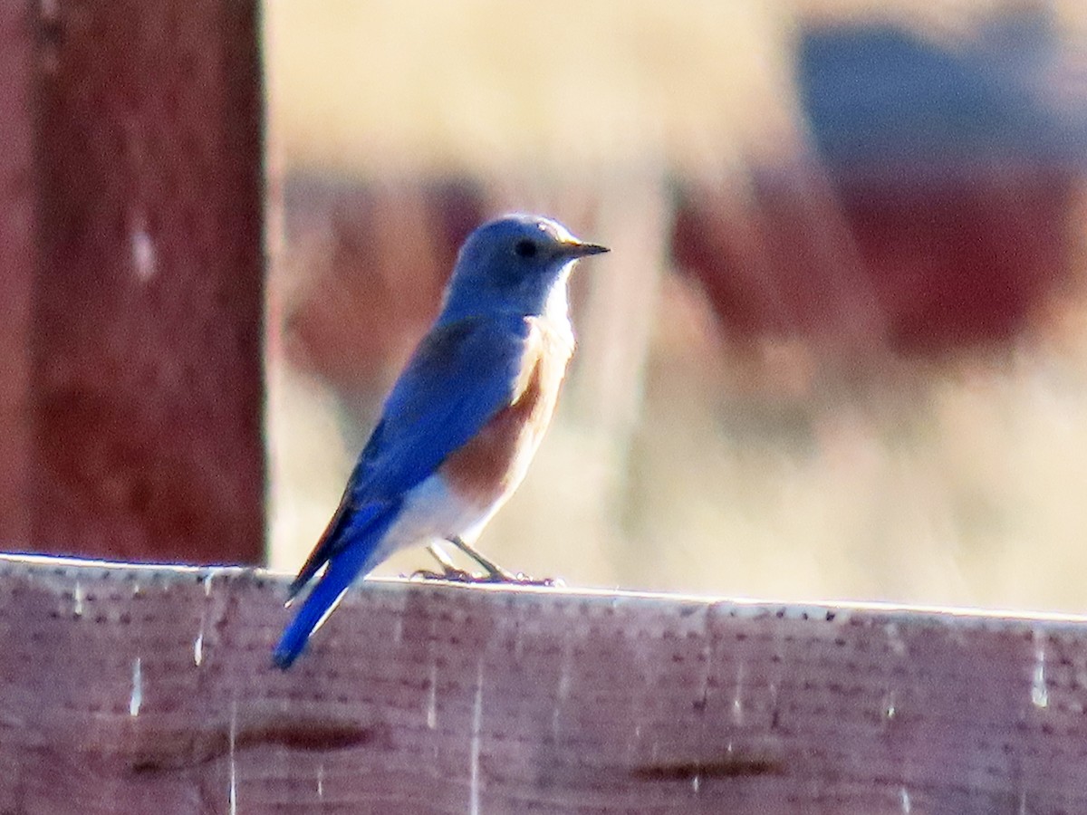 Western Bluebird - ML624243179