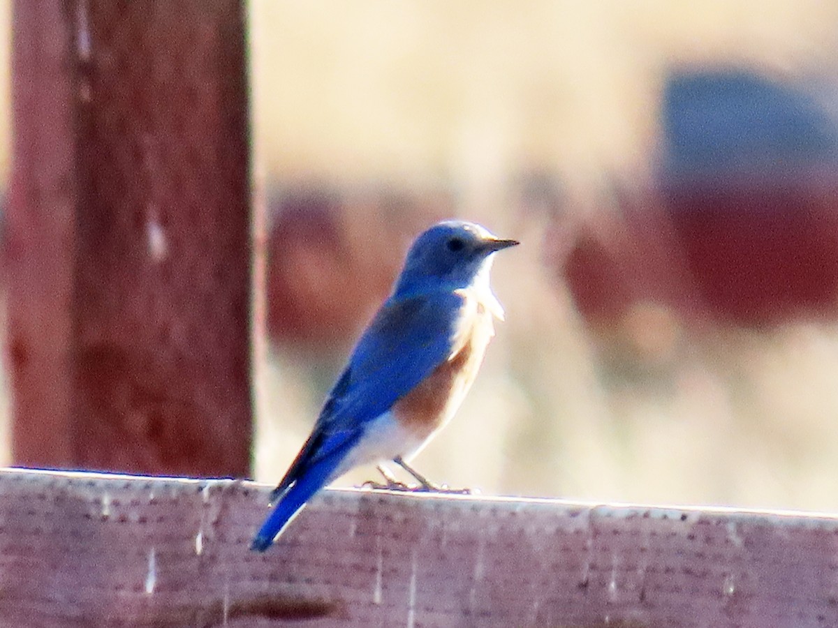 Western Bluebird - Terrence Gosliner