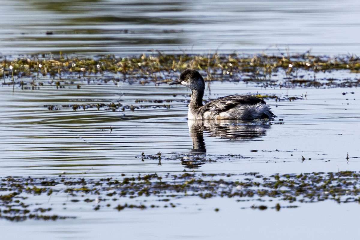 Eared Grebe - ML624243186