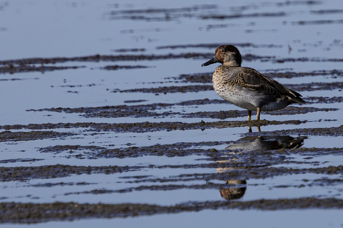 Green-winged Teal - ML624243192