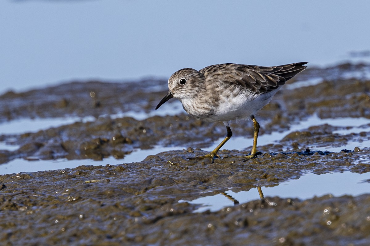 Least Sandpiper - ML624243202