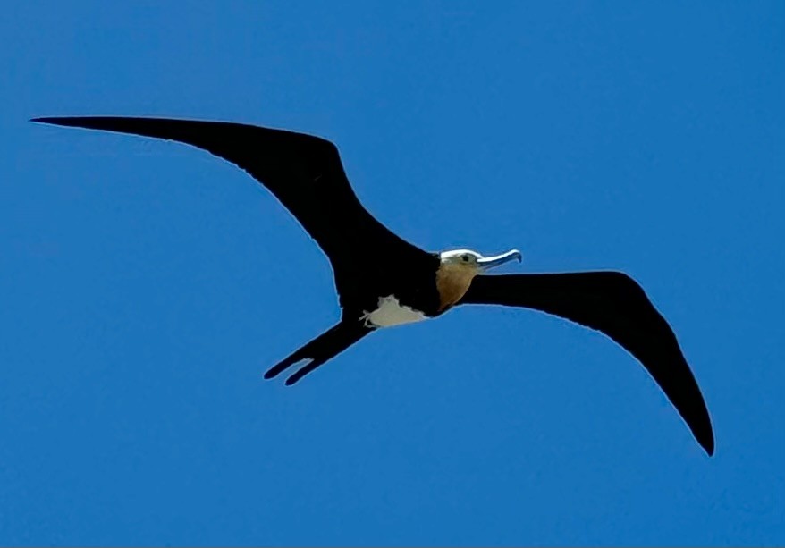 Great Frigatebird - ML624243205