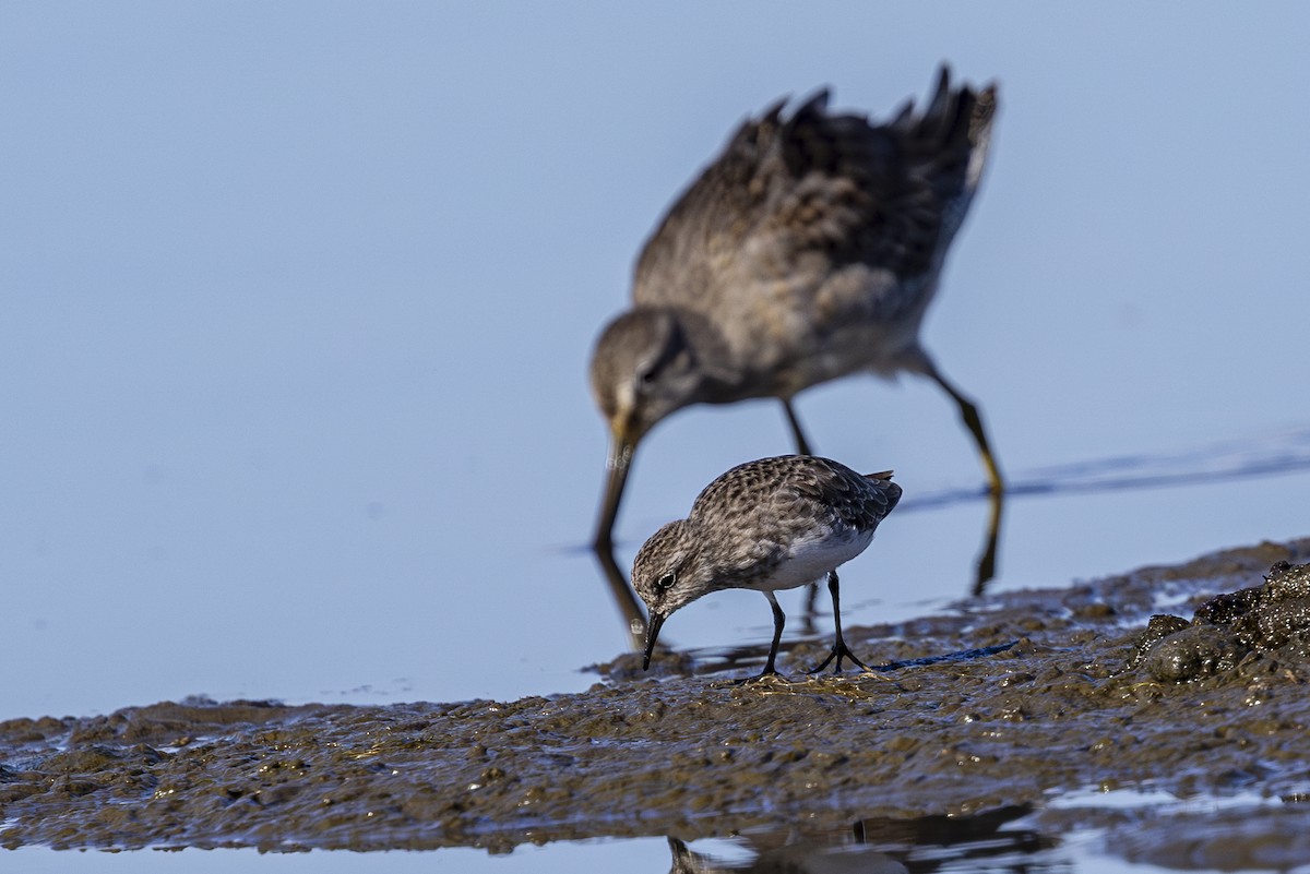 Least Sandpiper - ML624243206