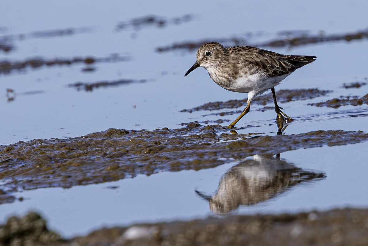 Least Sandpiper - ML624243213