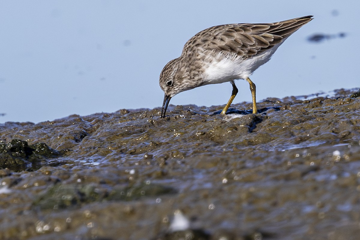 Least Sandpiper - ML624243214