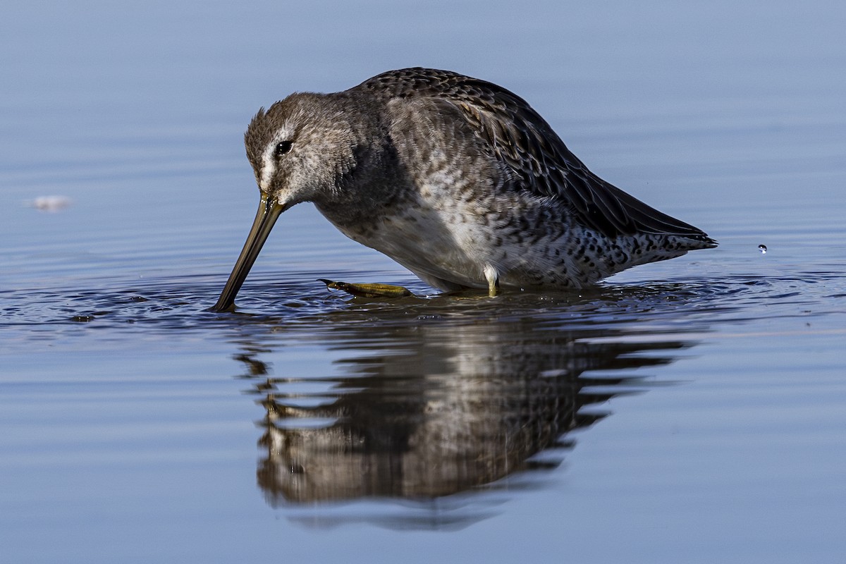 Long-billed Dowitcher - ML624243217