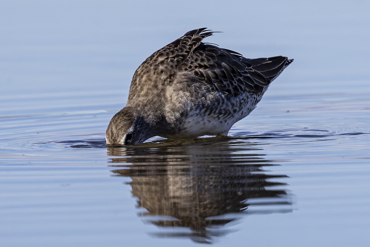 Long-billed Dowitcher - Jef Blake