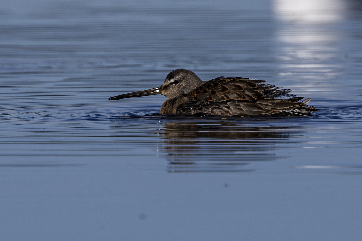 Long-billed Dowitcher - ML624243219