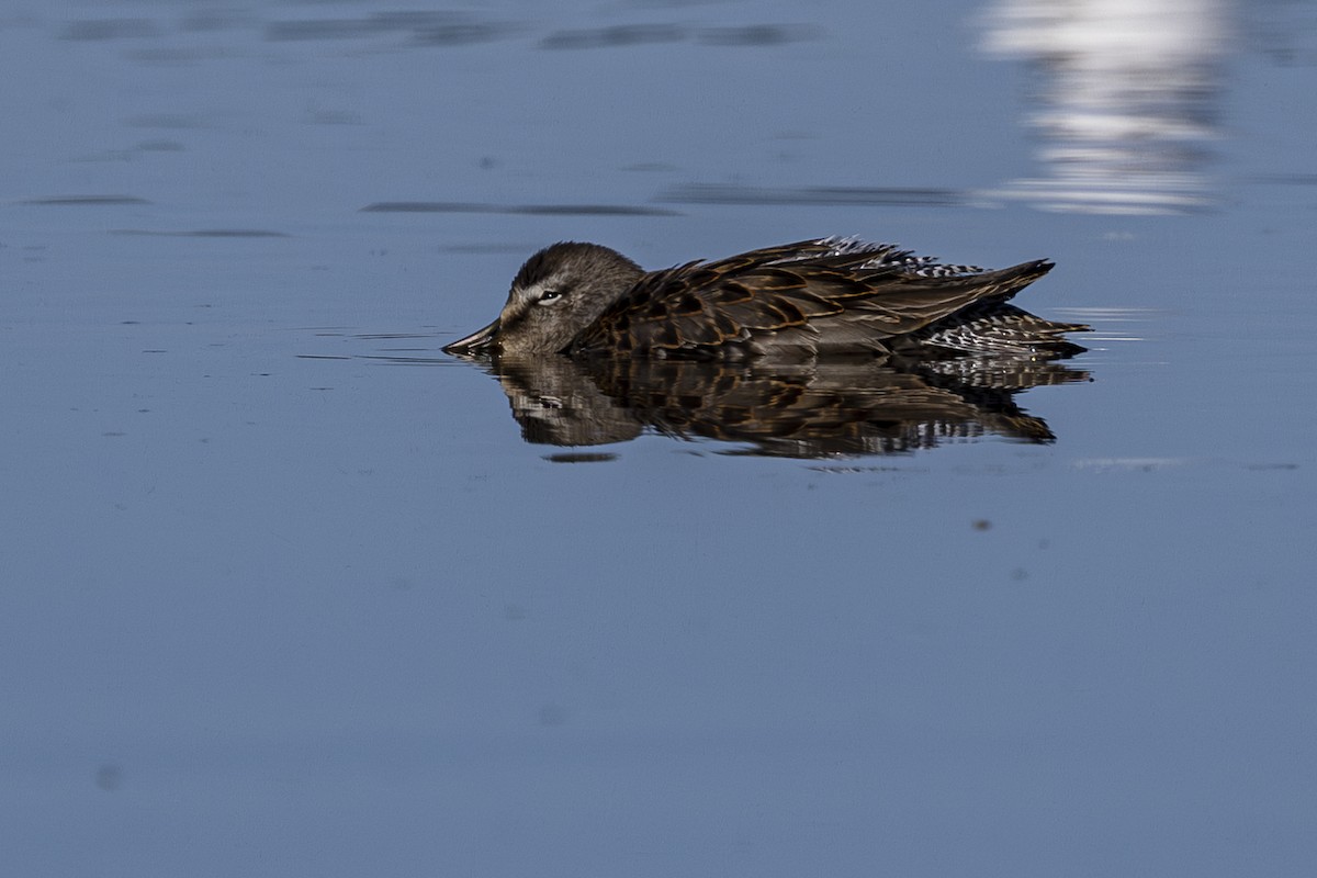 Long-billed Dowitcher - ML624243221