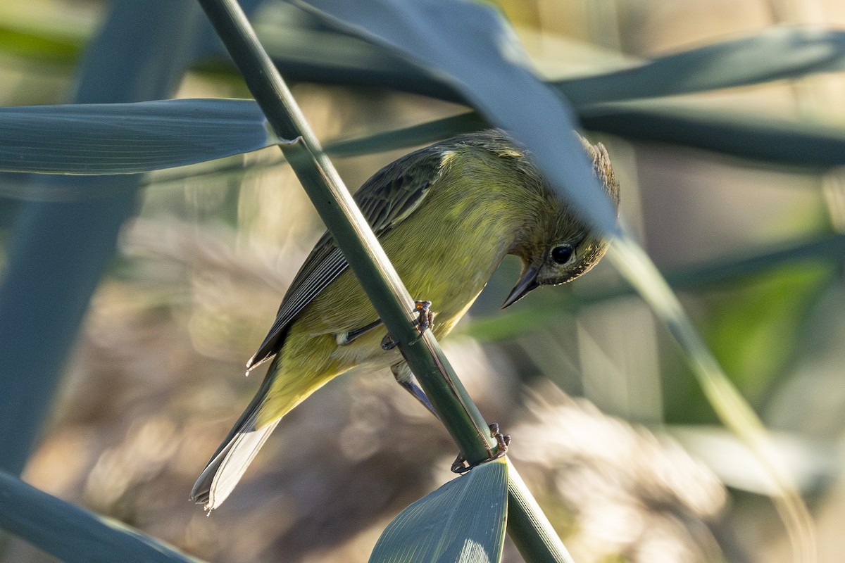 Orange-crowned Warbler - Jef Blake