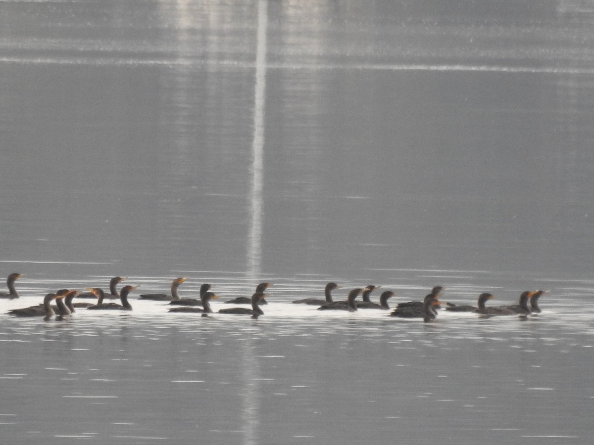 Double-crested Cormorant - ML624243227