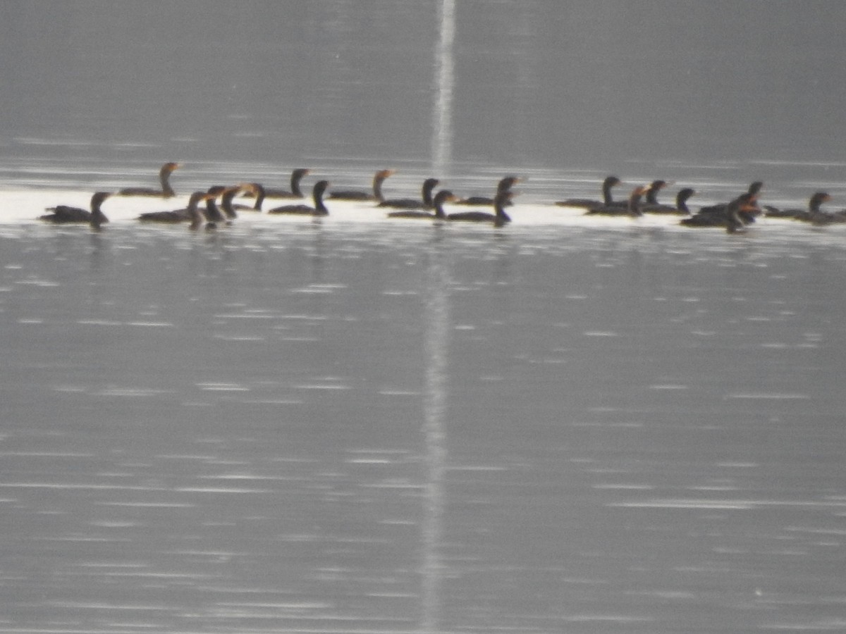 Double-crested Cormorant - ML624243228