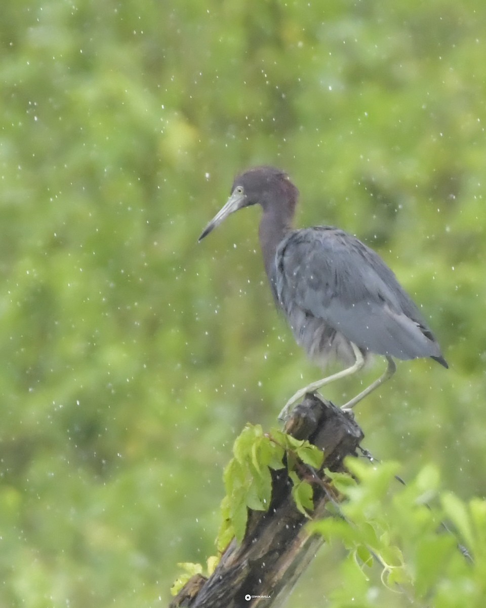 Little Blue Heron - ML624243231