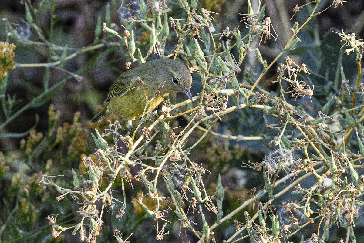 Orange-crowned Warbler - ML624243237