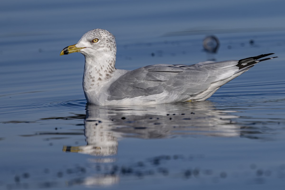 Ring-billed Gull - ML624243242