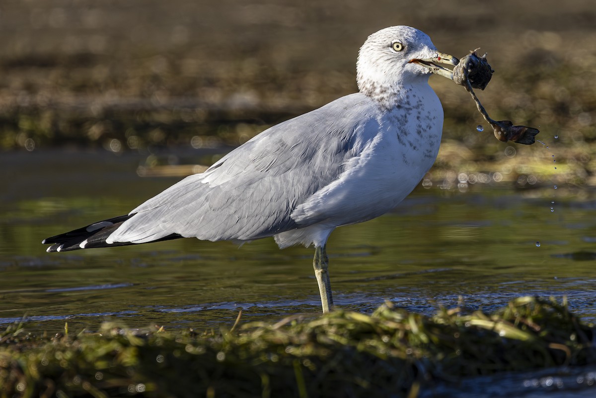 Ring-billed Gull - ML624243244