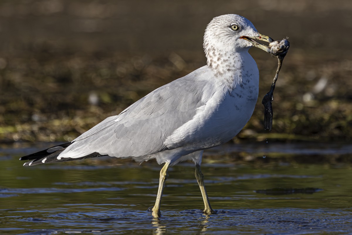 Ring-billed Gull - ML624243245