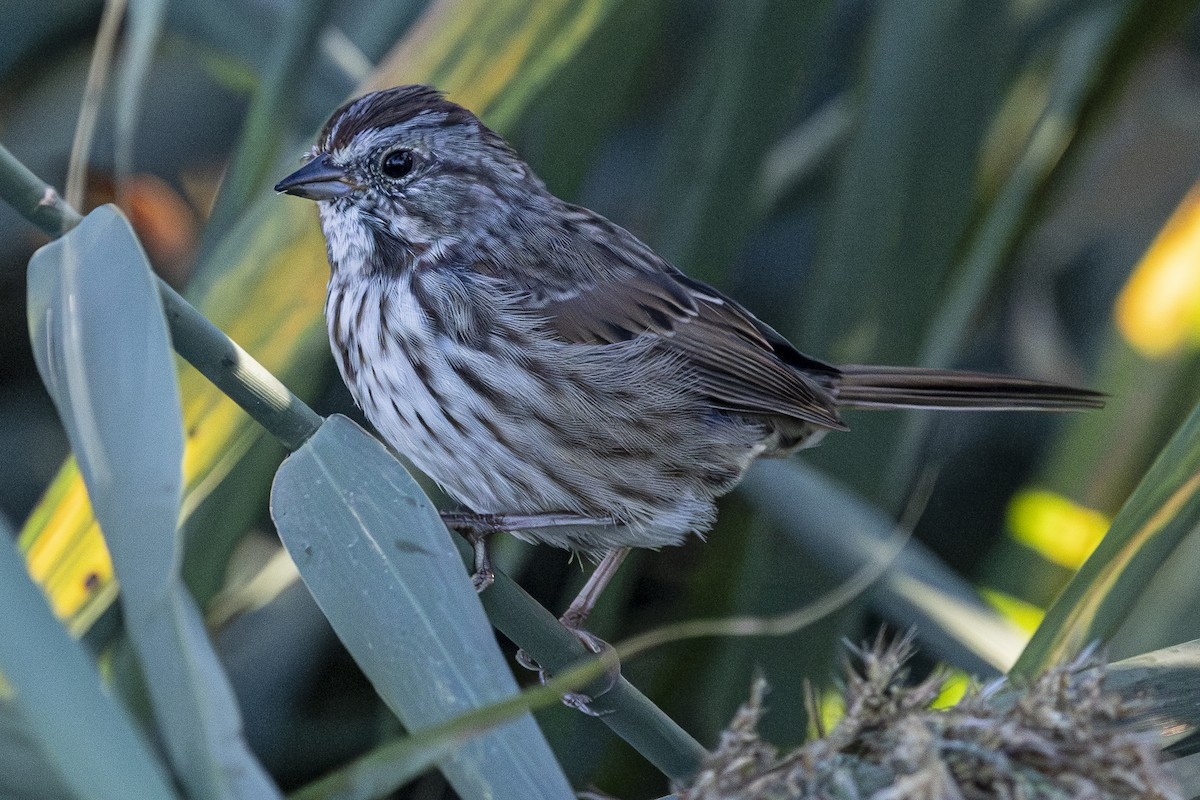 Song Sparrow - ML624243251