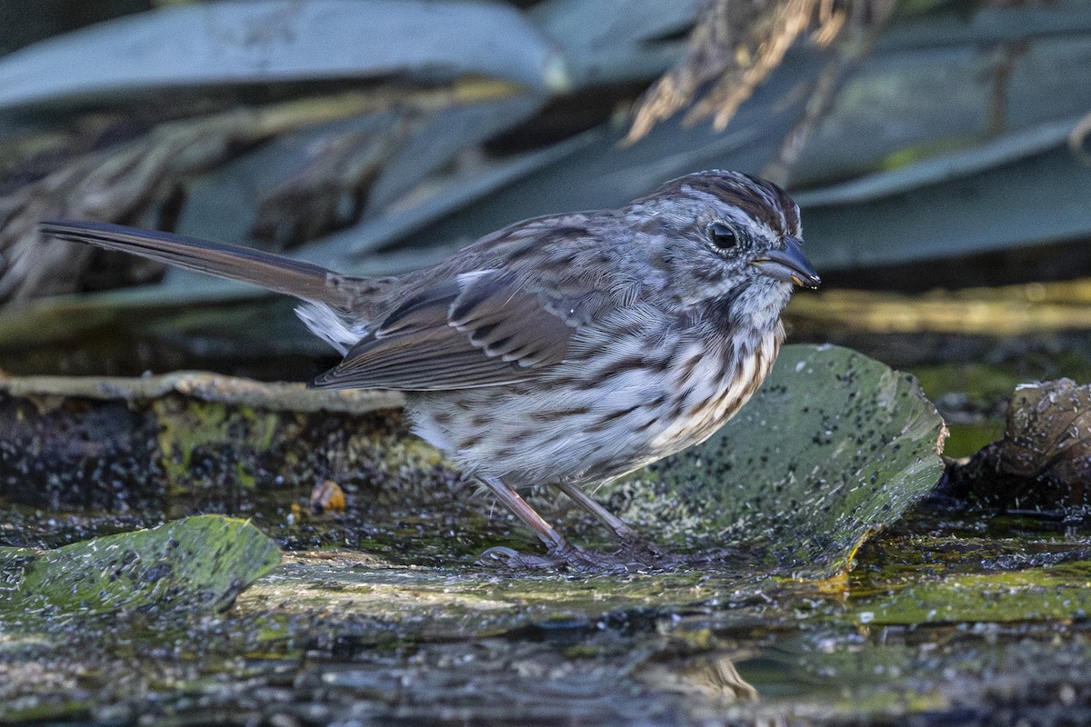 Song Sparrow - Jef Blake