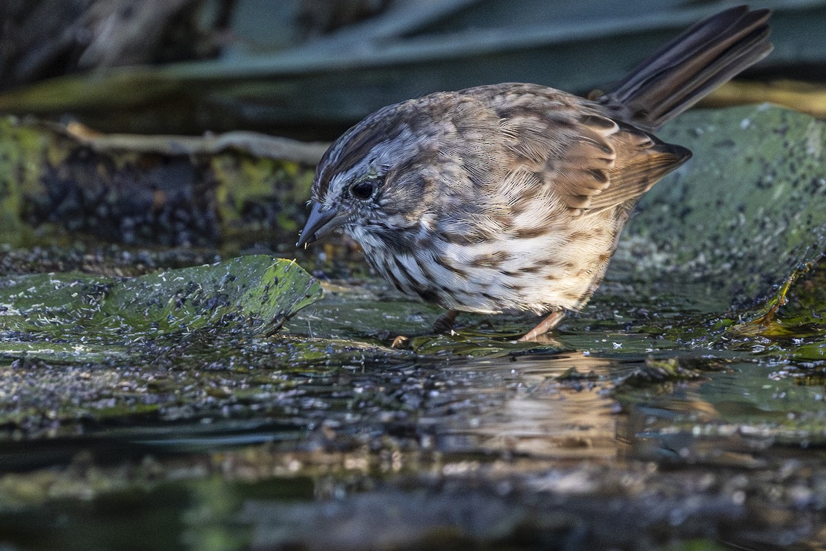 Song Sparrow - ML624243254