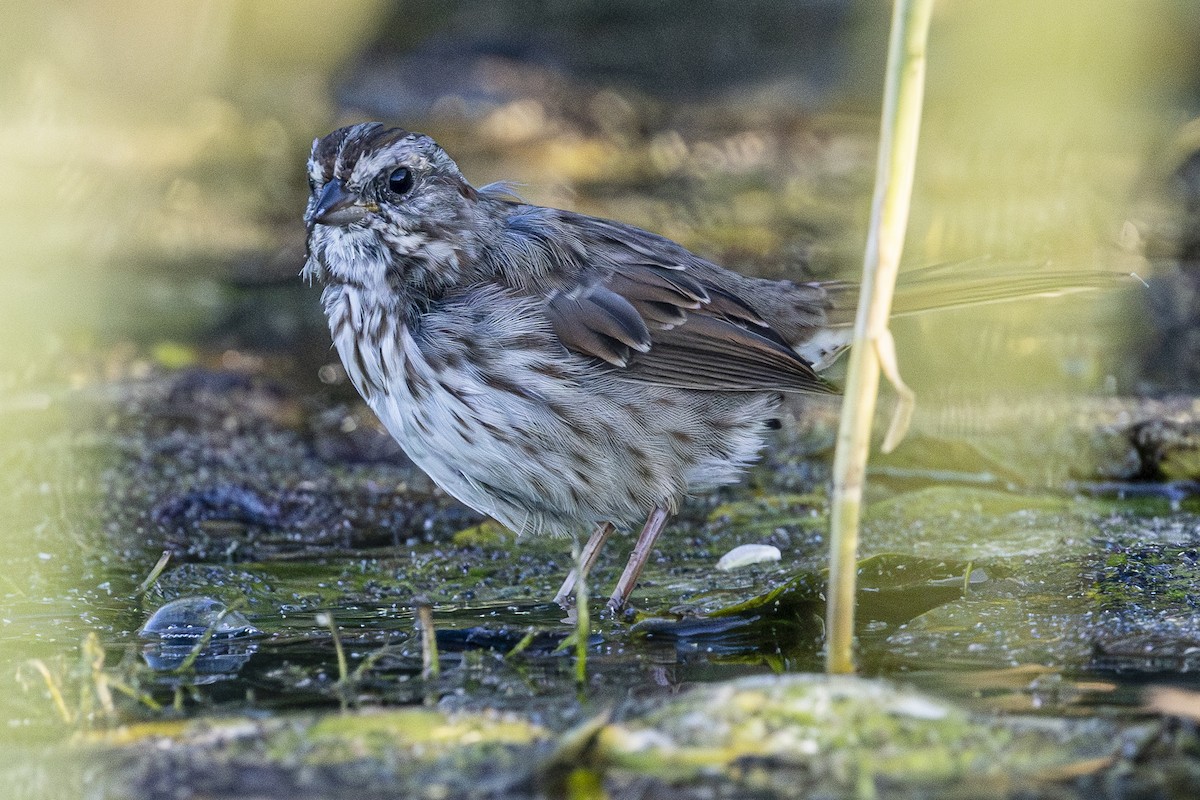 Song Sparrow - ML624243255