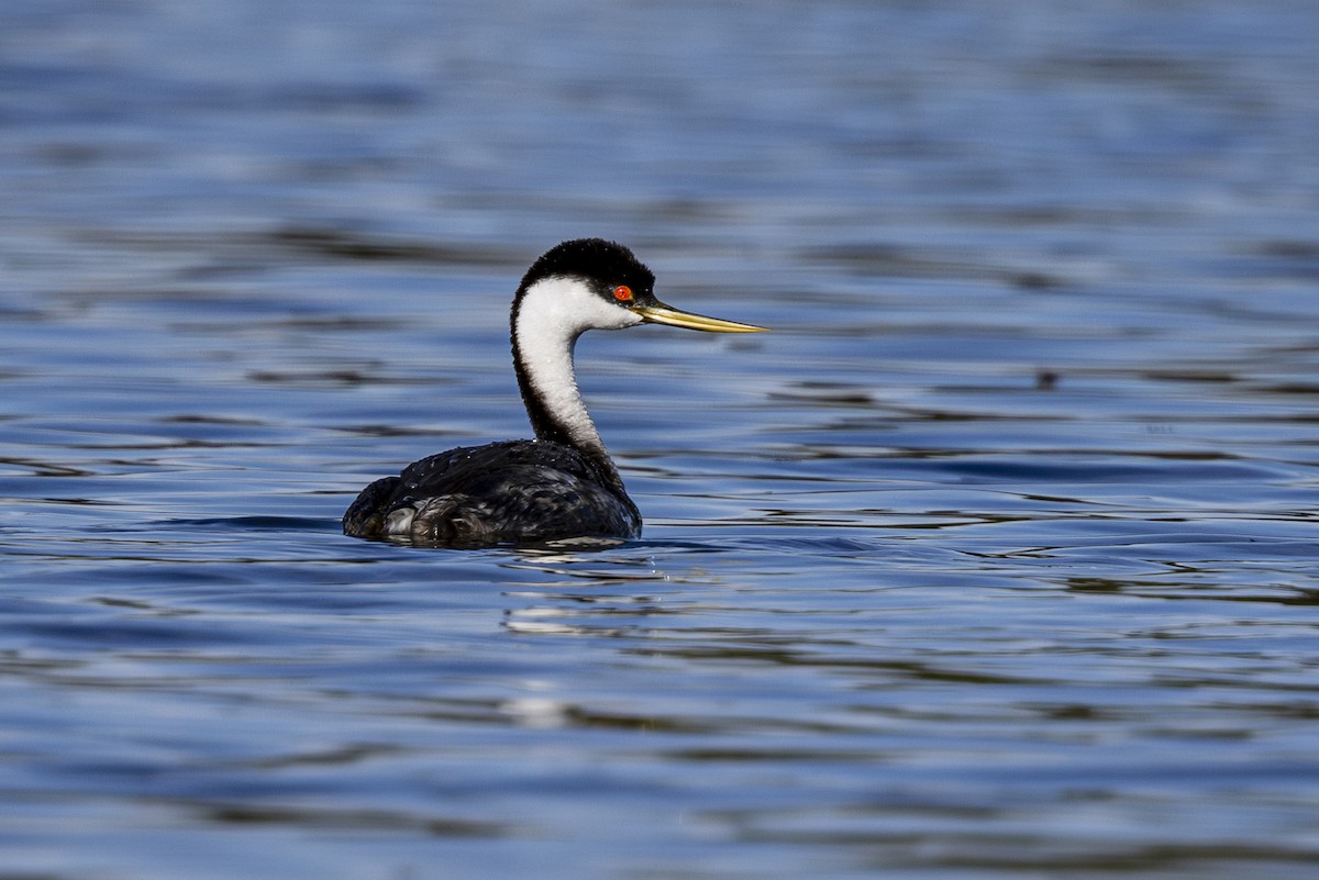 Western Grebe - ML624243258