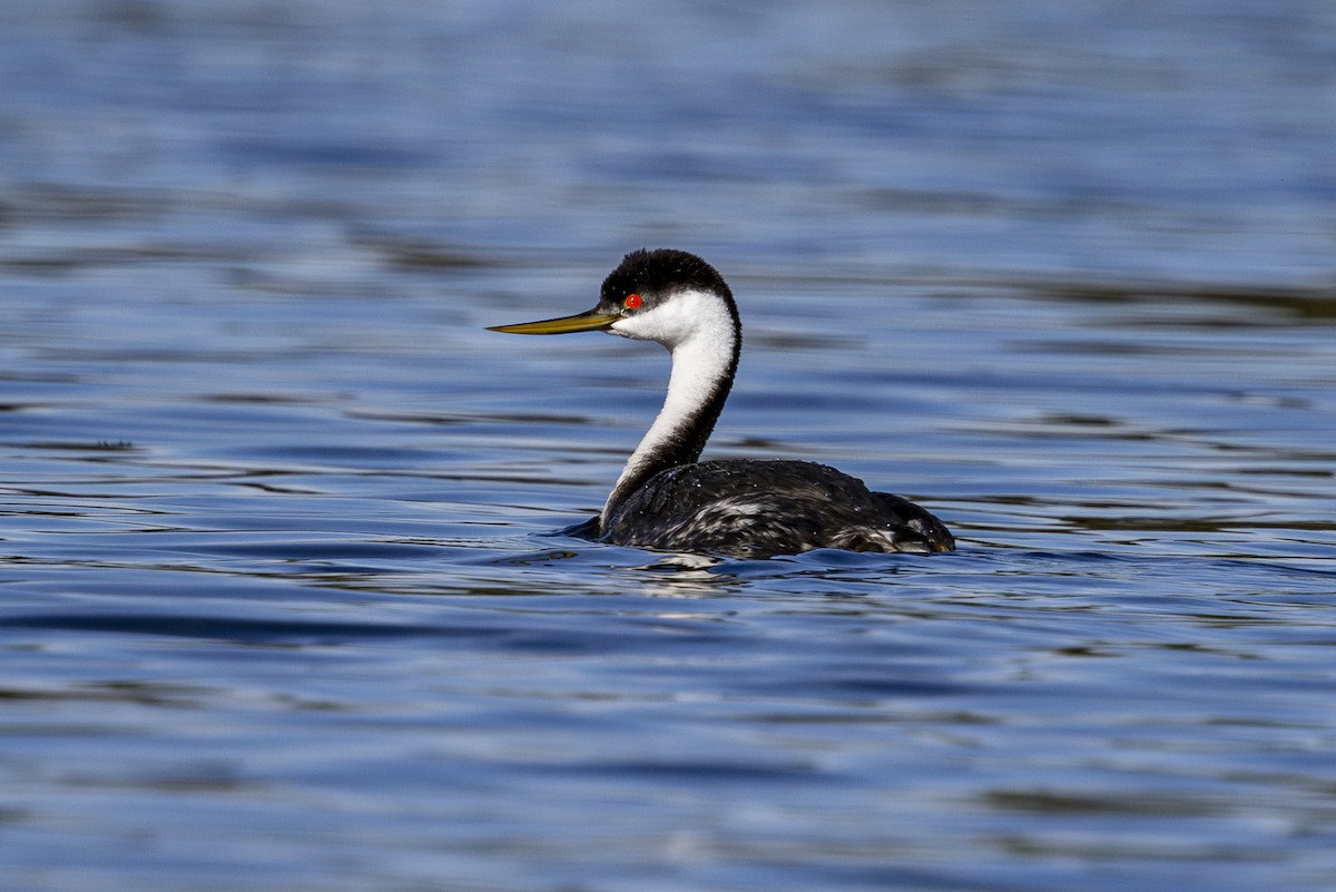 Western Grebe - ML624243260