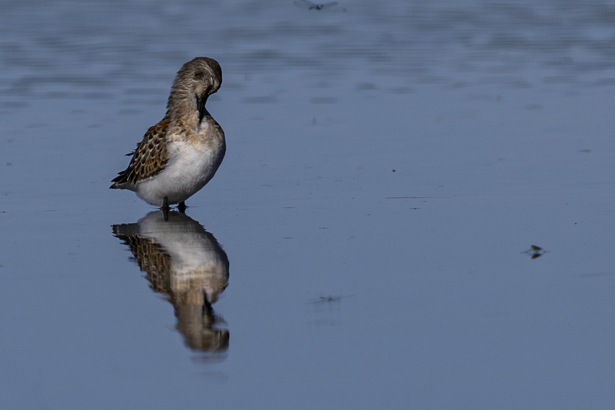 Western Sandpiper - ML624243279