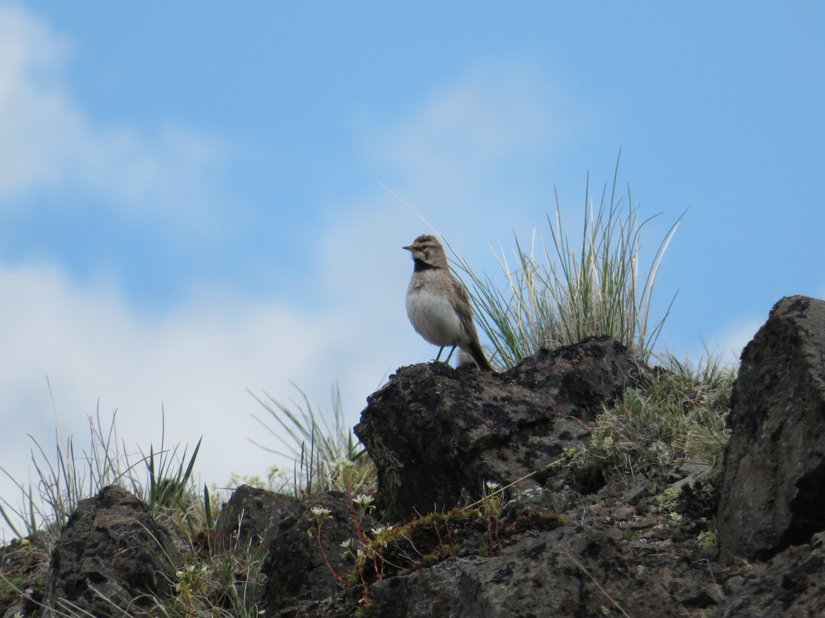 Horned Lark - ML624243281