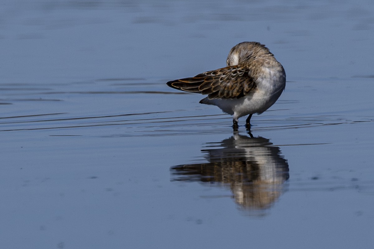 Western Sandpiper - Jef Blake