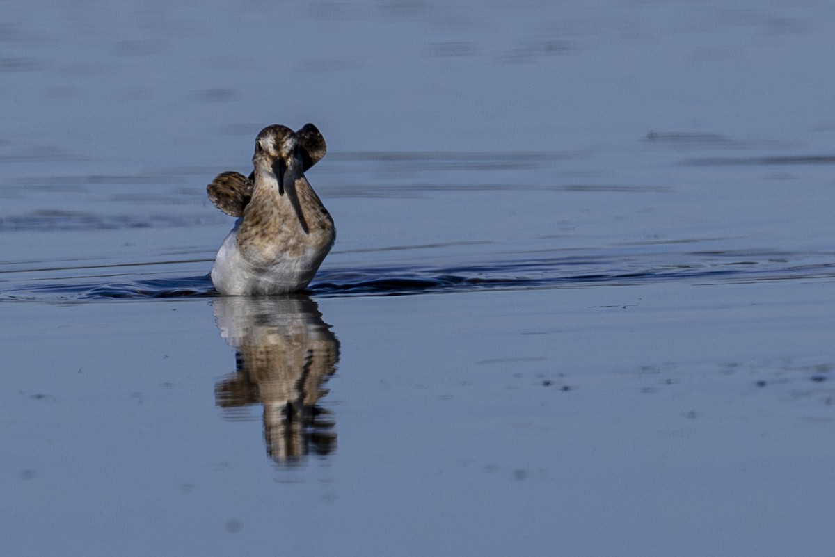 Western Sandpiper - ML624243290