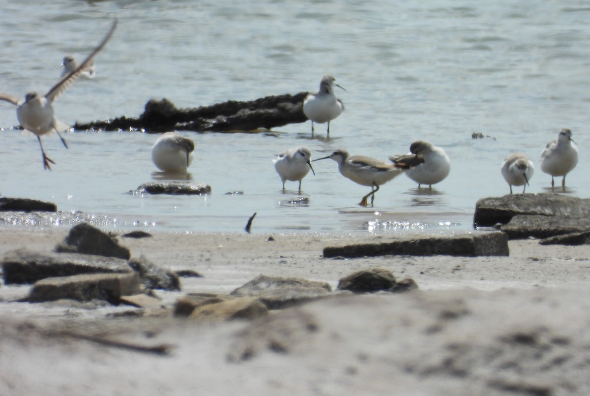 Wilson's Phalarope - ML624243292