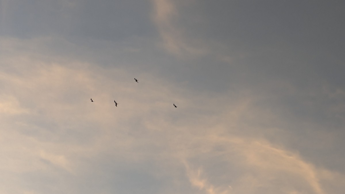 Magnificent Frigatebird - ML624243306