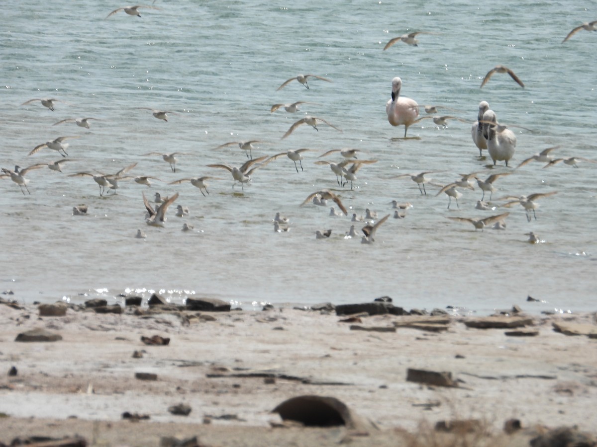 Wilson's Phalarope - ML624243323