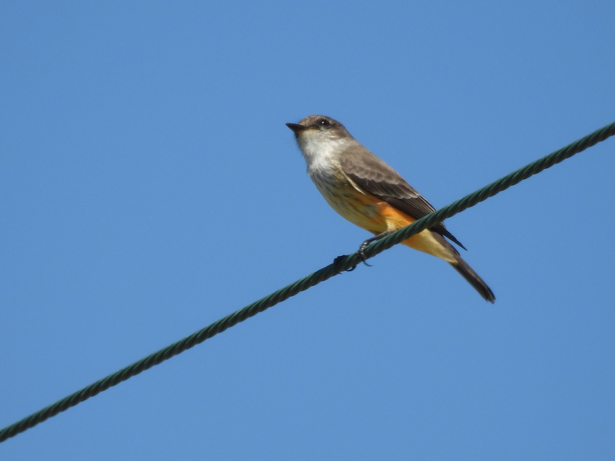 Vermilion Flycatcher - Kevin Sitton