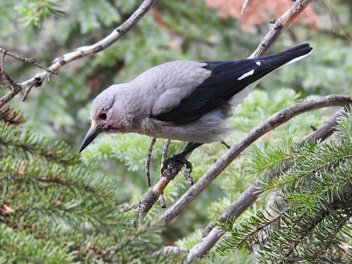 Clark's Nutcracker - Stephen Bailey