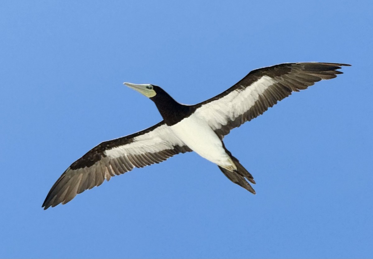 Brown Booby - ML624243347