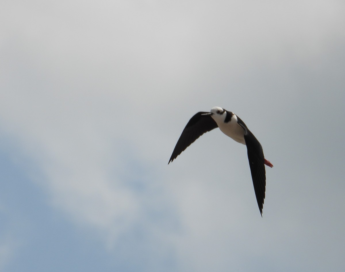 Black-necked Stilt - ML624243358