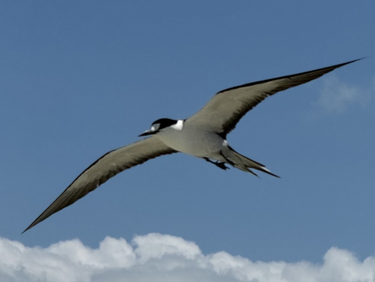 Sooty Tern - ML624243369