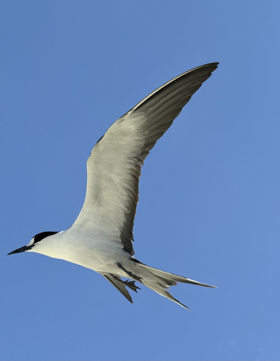 Sooty Tern - ML624243370
