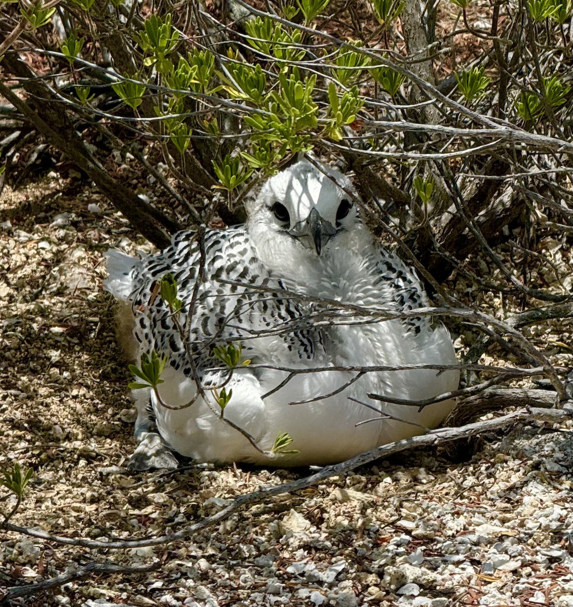 Red-tailed Tropicbird - ML624243406