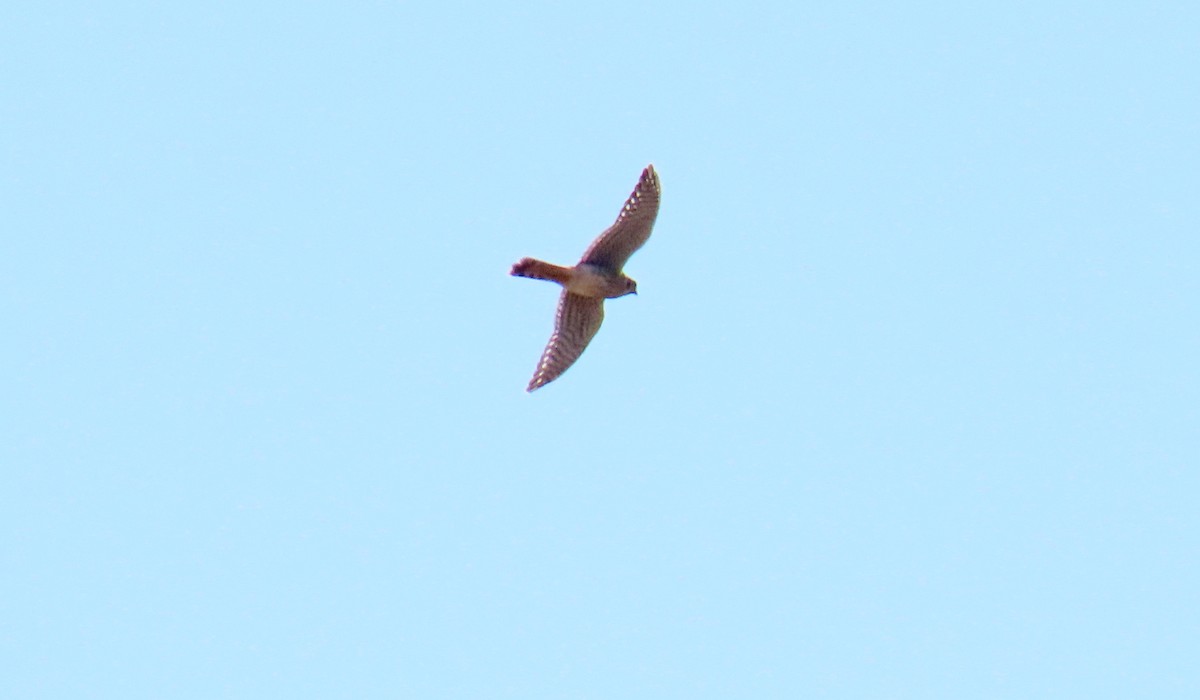 Sharp-shinned Hawk - ML624243418