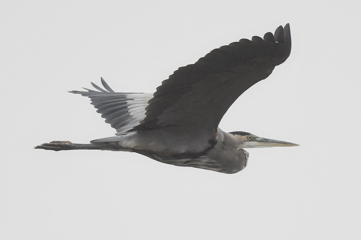 Great Blue Heron - ML624243433