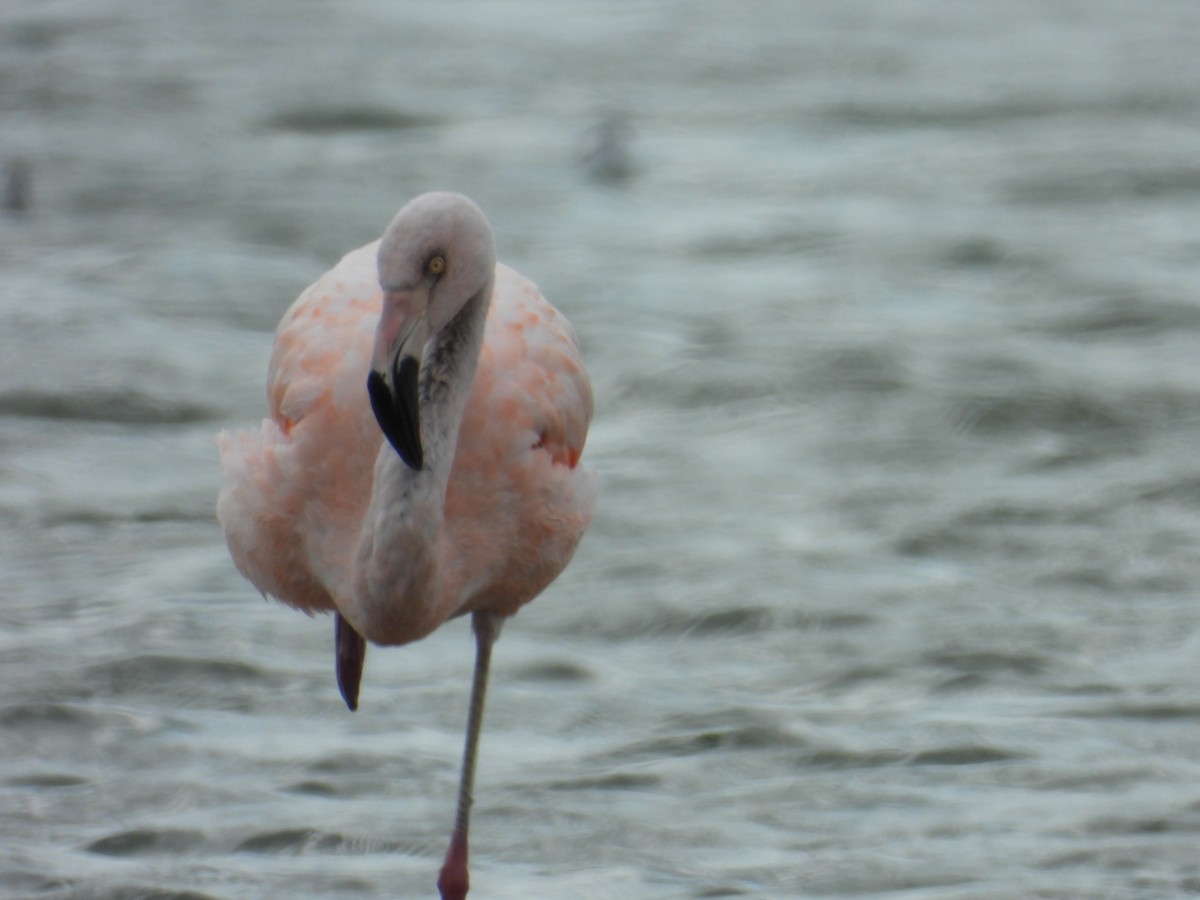 Chilean Flamingo - ML624243447