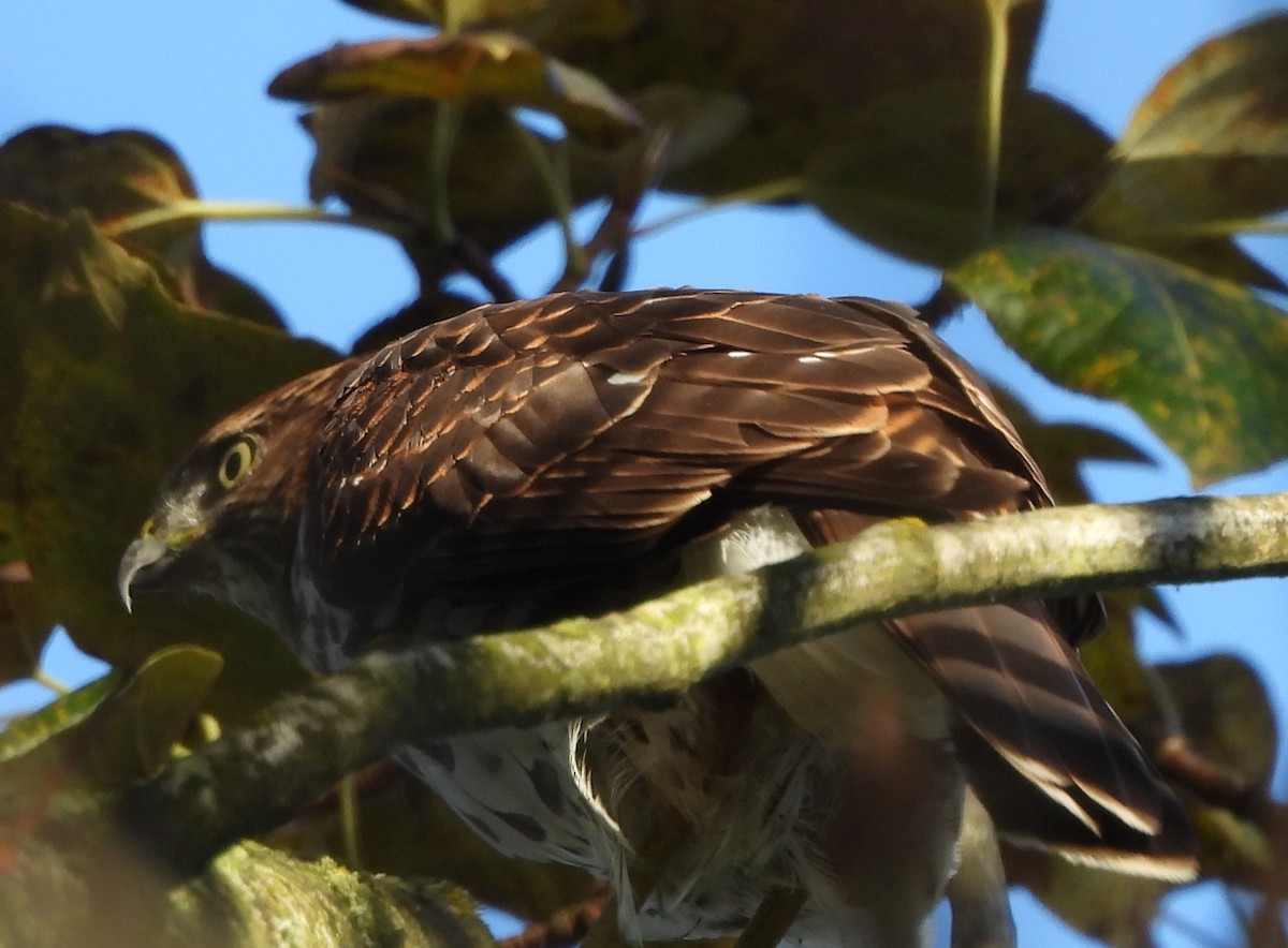 Cooper's Hawk - ML624243475